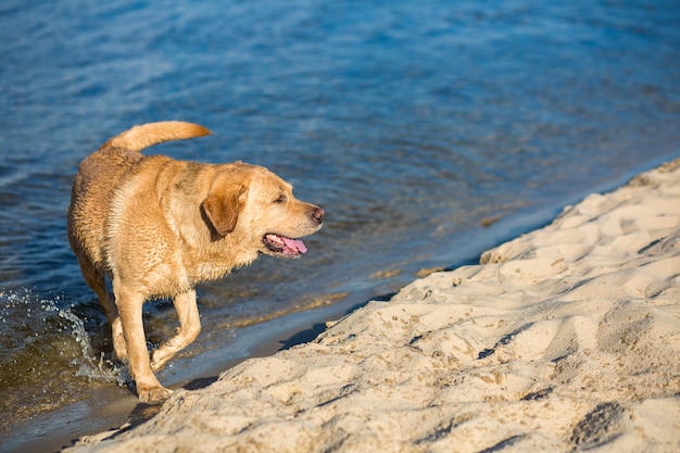 Labrador retriever dog on beach. Happy Dog on the sand near the river