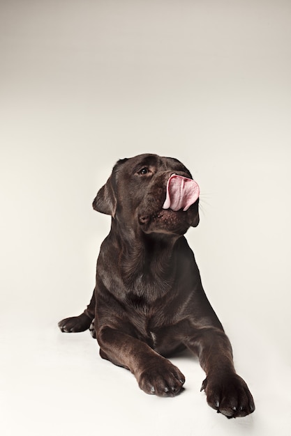 Labrador Retriever dog breed dog brown Wide tongue out hunger. emotions of animals and licking dog concept.