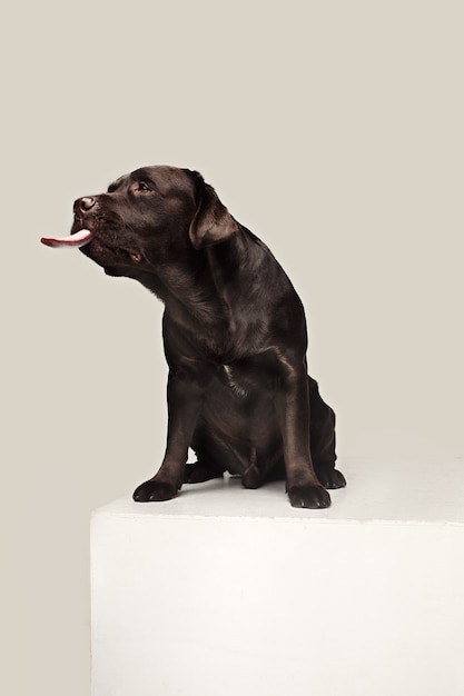 Photo labrador retriever dog breed dog brown wide tongue out hunger. emotions of animals and licking dog concept.