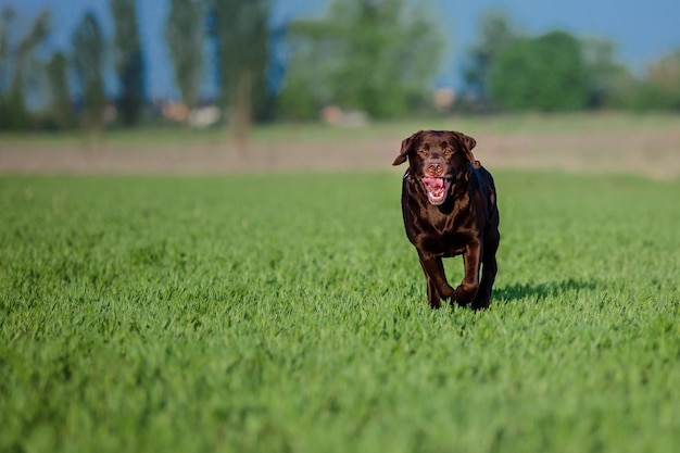 フィールド上のラブラドル レトリーバー犬の品種。緑の草の上を走る犬。アクティブな犬のアウトドア。