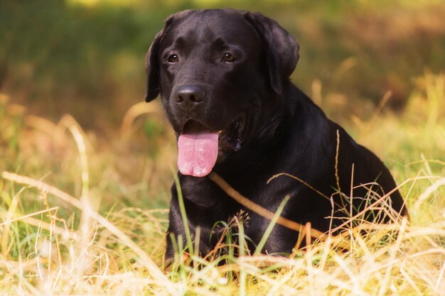 Labrador retriever cane di razza sul campo. cane che corre sull'erba verde. cane attivo all'aperto.