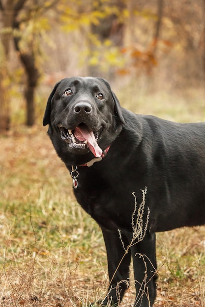 Labrador retriever dog breed on the field. dog running on the\
green grass. active dog outdoor.