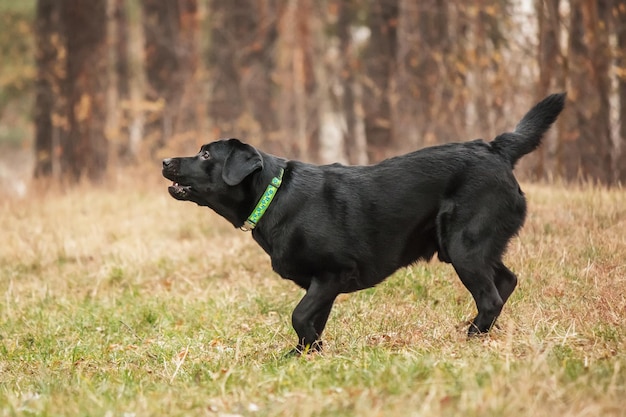 Labrador retriever dog breed on the field. dog running on the\
green grass. active dog outdoor.