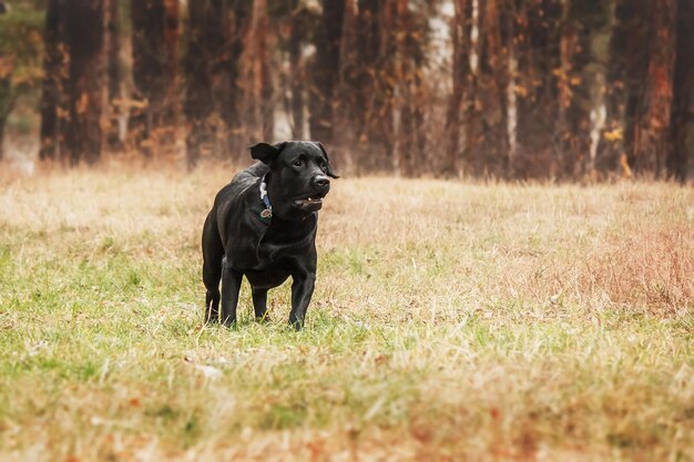 Labrador retriever dog breed on the field. dog running on the\
green grass. active dog outdoor.