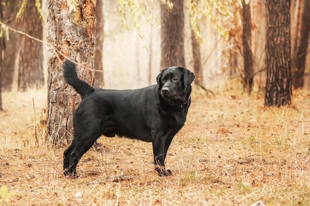 Labrador retriever dog breed on the field. dog running on the\
green grass. active dog outdoor.