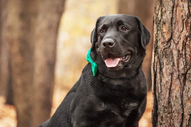 Labrador retriever dog breed on the field. dog running on the\
green grass. active dog outdoor.