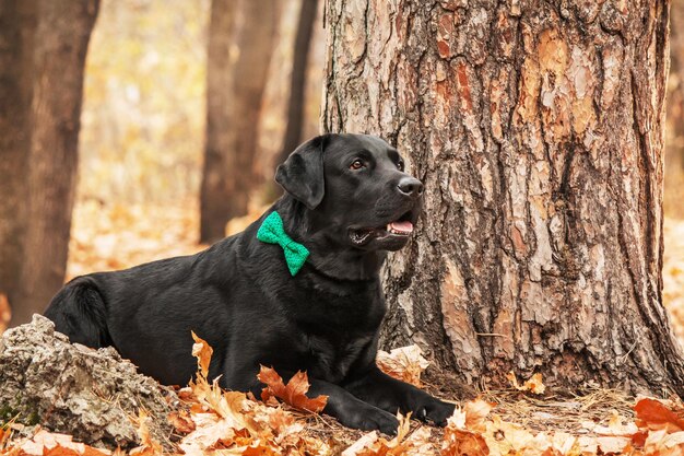 Labrador retriever dog breed on the field. dog running on the\
green grass. active dog outdoor.