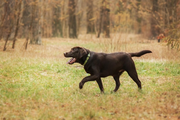 Labrador retriever dog breed on the field. dog running on the\
green grass. active dog outdoor.