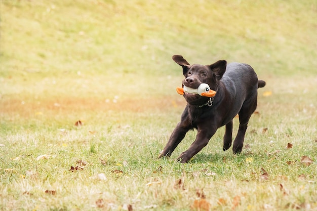 Labrador retriever dog breed on the field. dog running on the green grass. active dog outdoor