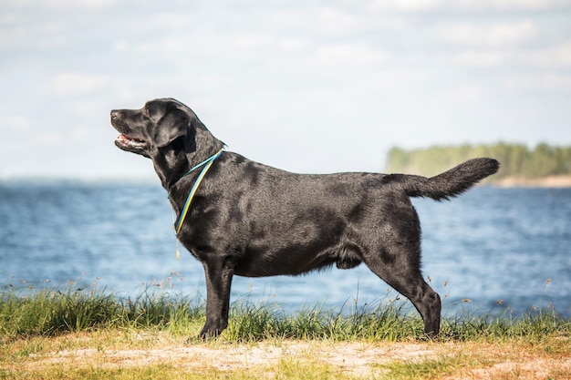 Labrador Retriever Dog breed on the field. Dog running on the green grass. Active dog outdoor.