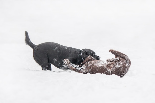 ラブラドール レトリーバー犬は冬に繁殖します。雪の上を走る犬。アクティブな犬のアウトドア。