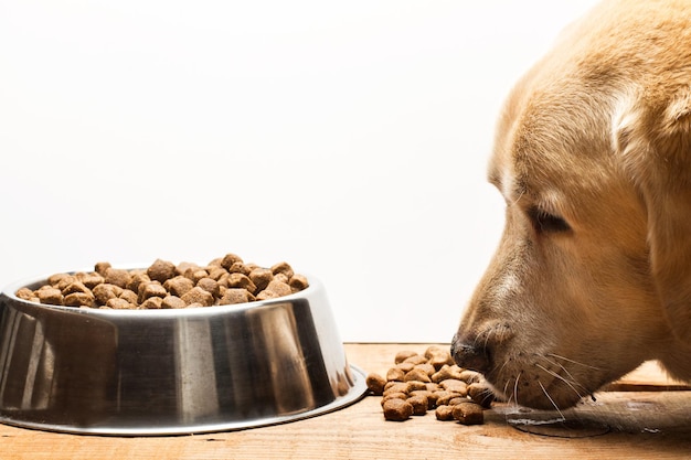 Labrador retriever dog eating dog food in a metal plate