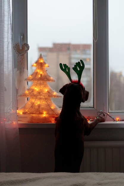 Labrador retriever dog in funny antlers of a deer lies on the
blood p on the background of a christmas tree a pet in a cozy
house