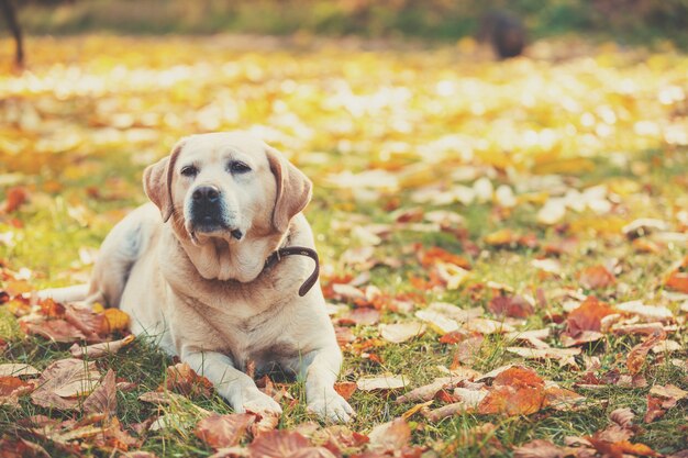 Labrador retriever dog lying outdoors on fallen leaves in the autumn garden