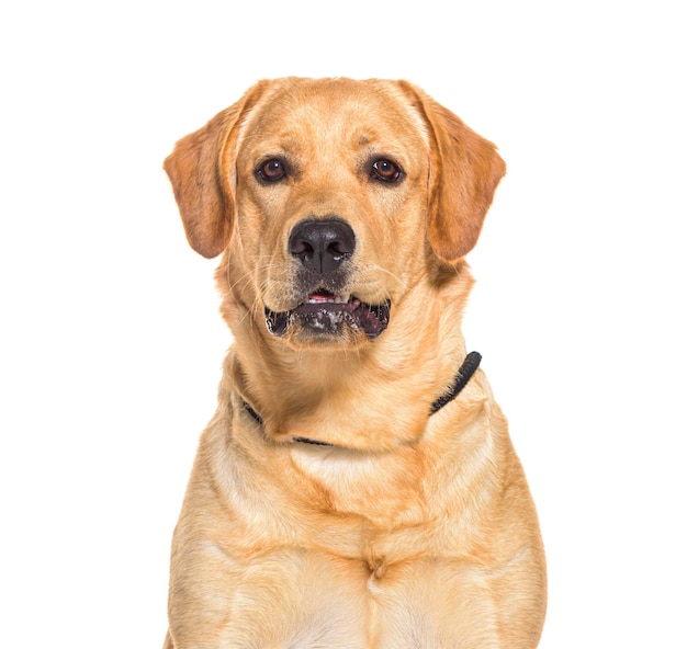 白い背景にポーズをとっているラブラドール・レトリバー犬