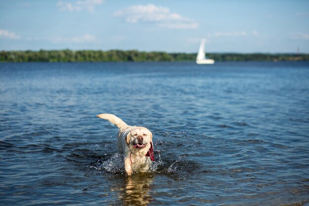 ラブラドールレトリバーの犬が水の中を走り、巨大な水しぶきと水滴を作り出します。赤い首輪の犬