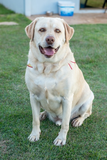 Labrador retriever dog sitting on green grass.