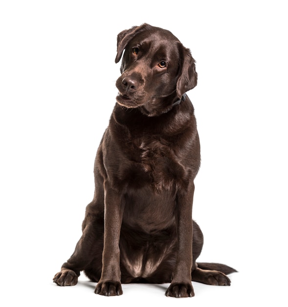 Labrador retriever dog sitting