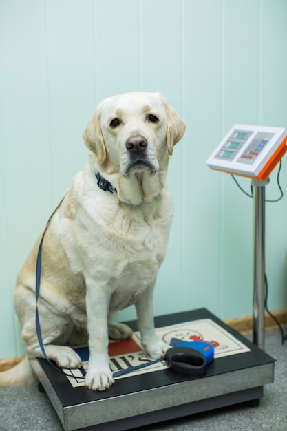 体重計に立っているラブラドールレトリバー犬