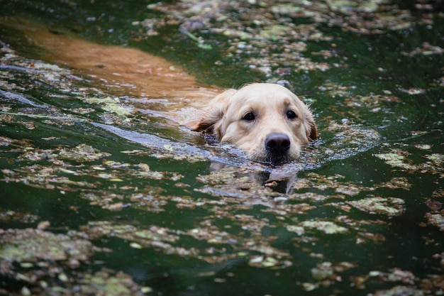 ラブラドール・レトリバー犬が池で泳いでいます