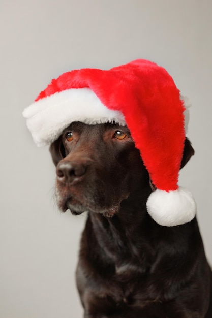 A labrador retriever dog wearing a Santa Claus hat decorations and outfit for Christmas or new year