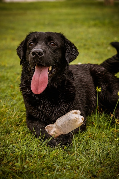 labrador retriever dog with her owner playing on the beach