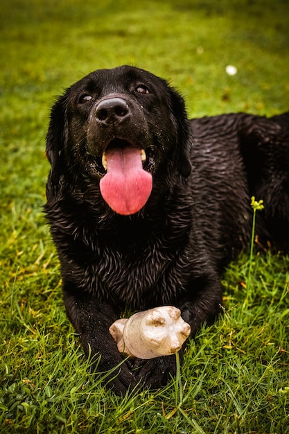 labrador retriever dog with her owner playing on the beach