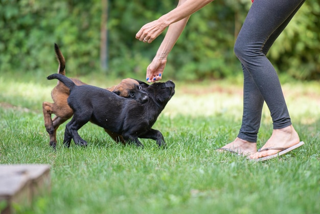 Labrador retriever en Belgische Mechelaar-puppy's aan het spelen