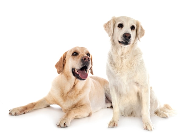 Labrador retriever en golden retriever voor witte achtergrond