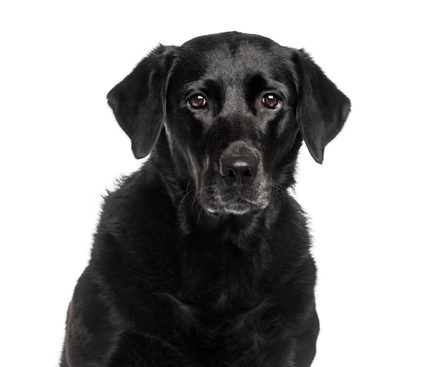 Labrador Retriever in front of white background