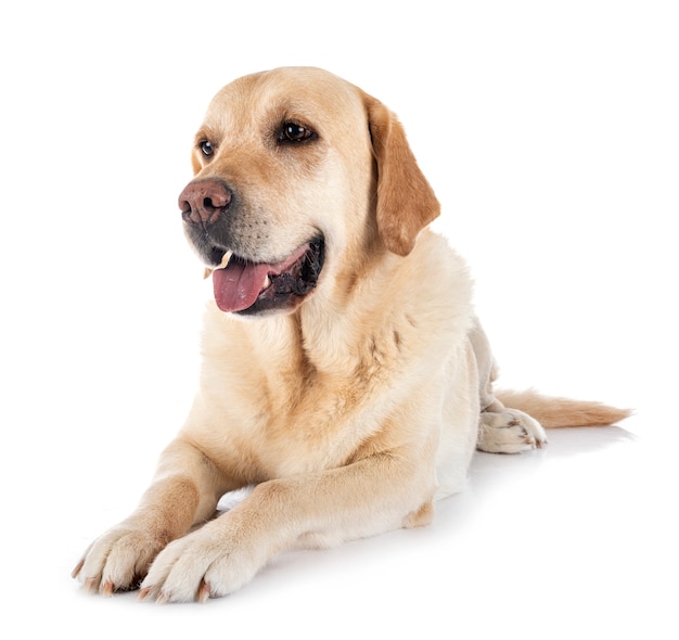 Labrador retriever in front of white background