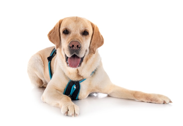 Labrador retriever in front of white background