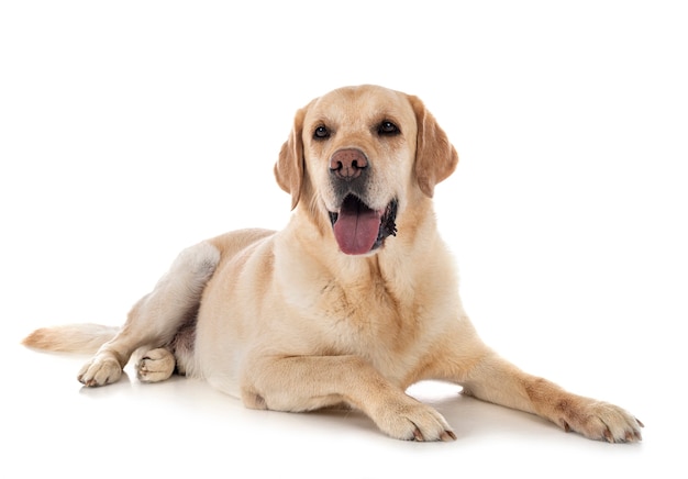 Labrador retriever in front of white background