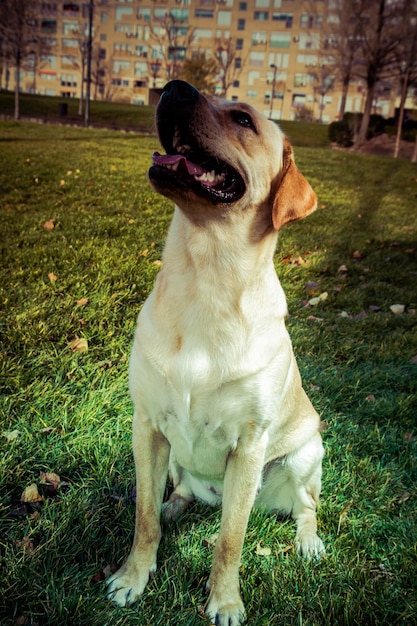 Labrador Retriever hond in de herfst