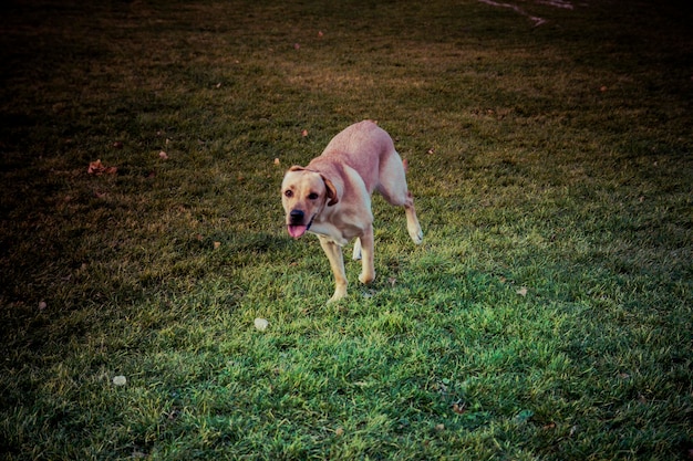 Labrador Retriever hond in de herfst