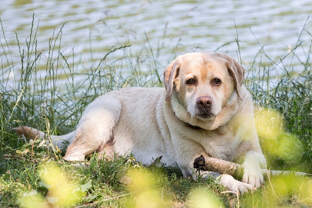 Labrador retriever-hond. Jachthond in de buurt van het meer.