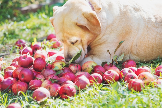 Labrador retriever hond liggend op het gras in de boomgaard en appels snuiven