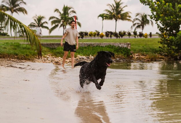 labrador retriever hond met haar baasje aan het spelen op het strand