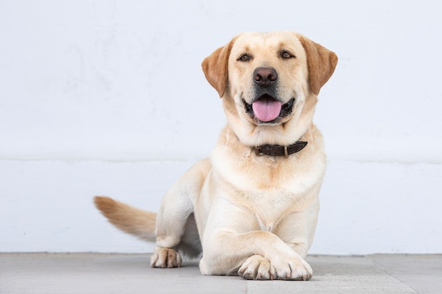 Labrador retriever hond zit met tong uit camera kijken