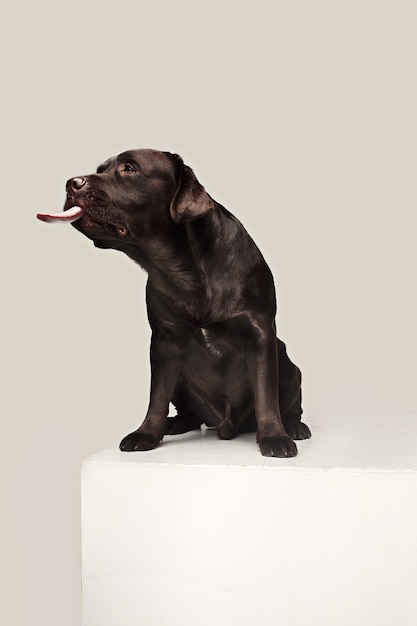 Labrador Retriever hondenras hond bruin Brede tong uit honger. emoties van dieren en het likken van hondenconcept.
