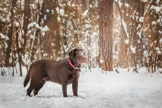 Labrador Retriever Hondenras in de winter. Hond die op de sneeuw loopt. Actieve hond buiten.