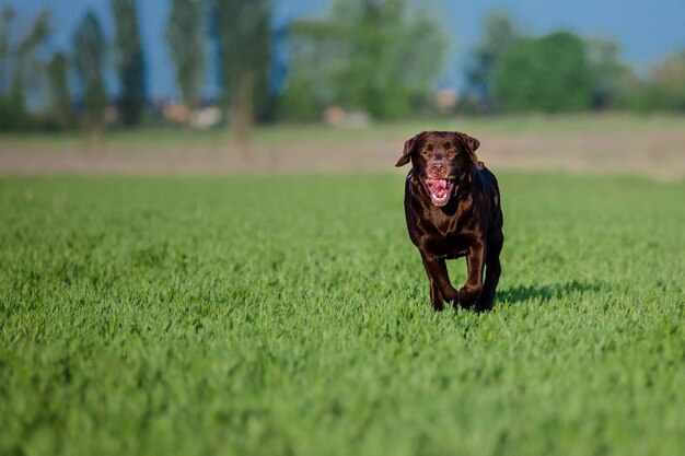 Labrador Retriever hondenras op het veld. Hond die op het groene gras loopt. Actieve hond buiten.