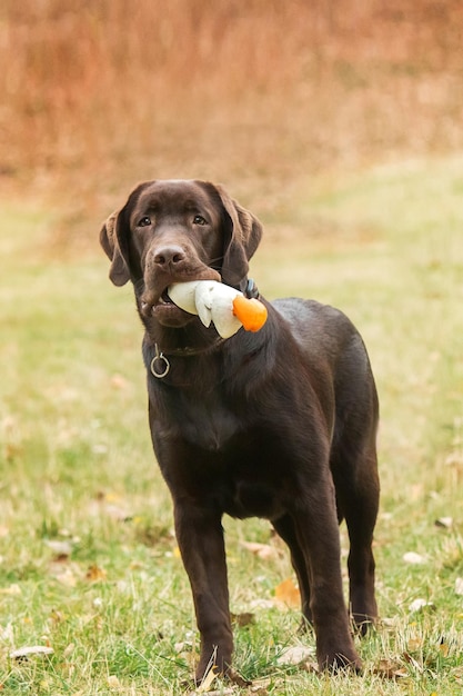 Labrador Retriever hondenras op het veld. Hond die op het groene gras loopt. Actieve hond buiten.