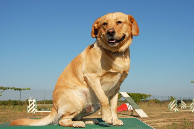 Labrador retriever in behendigheid