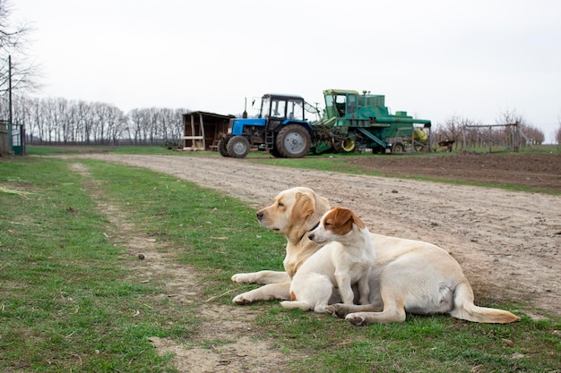 Labrador retriever and jack russell terrier near farm road