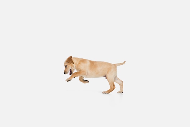 Labrador retriever little doggy plying, posing isolated on white  wall. Pet's love, funny emotions concept. Copyspace for ad. Posing cute. Active pet in motion, action.