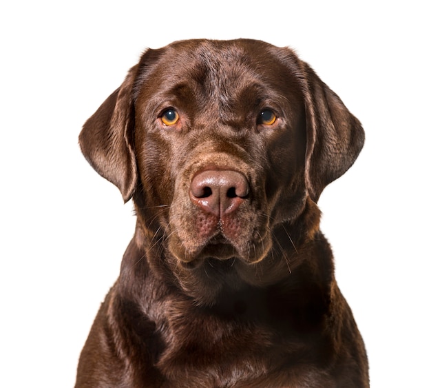 Photo labrador retriever looking at camera against white background