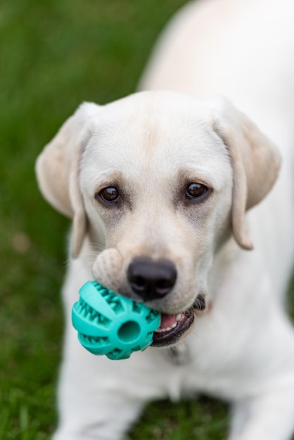 Labrador retriever met favoriet speeltje 7 maanden Puppy ligt op groen gazon en kijkt naar de camera