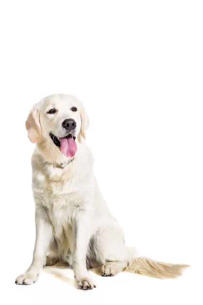 Labrador Retriever op een witte achtergrond