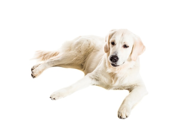 Labrador Retriever op een witte achtergrond